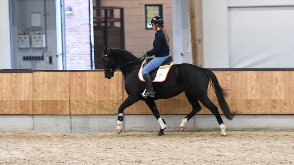 KWPN dressuurpaard Merrie 4 jaar Zwart te koop - Foto 2