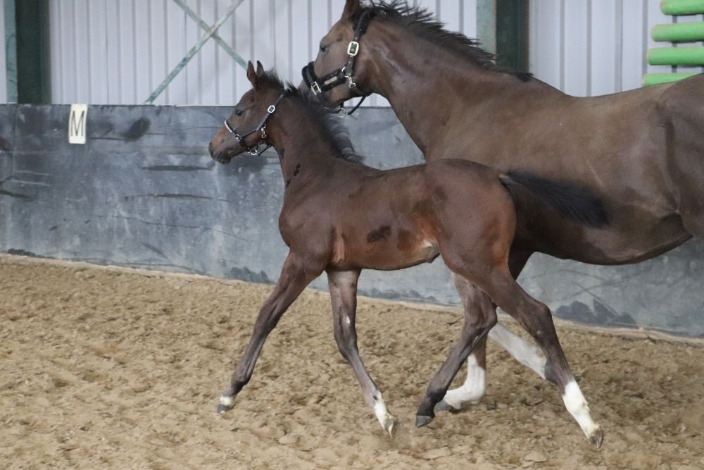KWPN springpaard Hengst Donkerbruin te koop - Foto 4