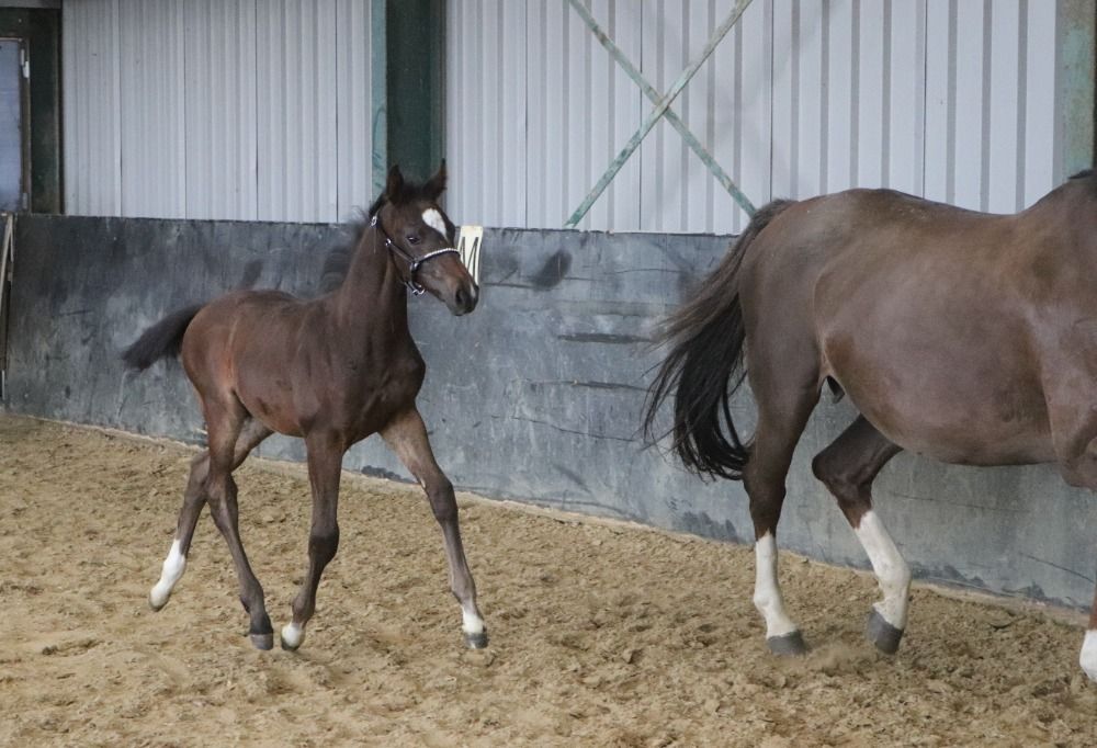 KWPN springpaard Hengst Donkerbruin te koop - Foto 2