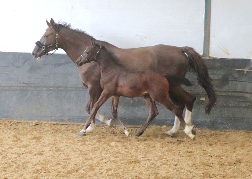 KWPN springpaard Hengst Donkerbruin te koop - Hoofdfoto