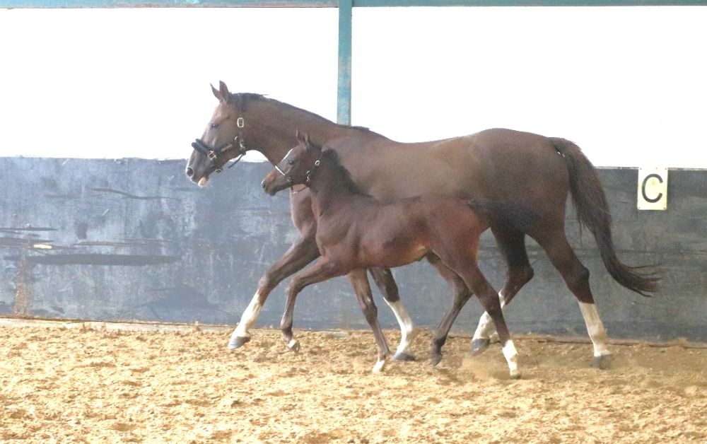 KWPN springpaard Hengst Donkerbruin te koop - Foto 3