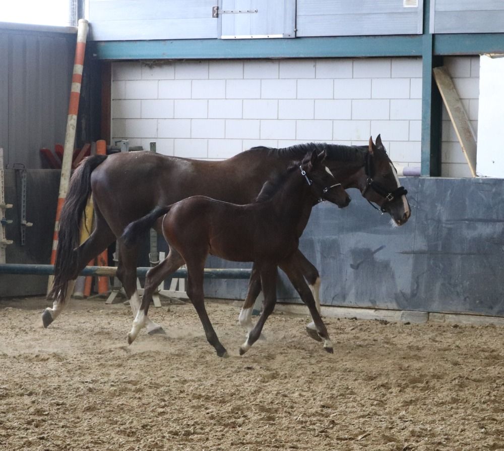 KWPN springpaard Hengst Donkerbruin te koop - Foto 5