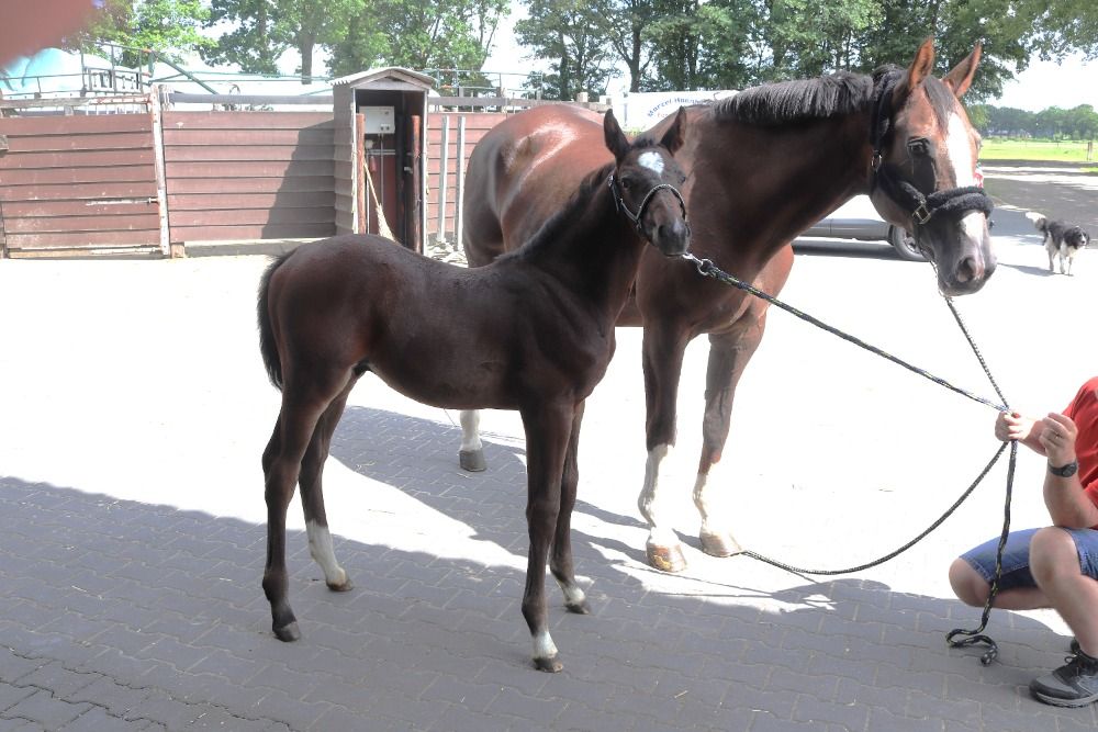 KWPN springpaard Hengst Donkerbruin te koop - Foto 6
