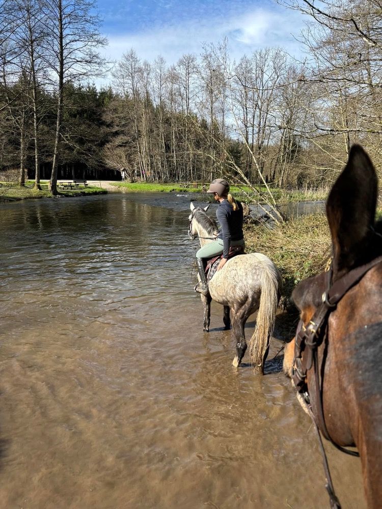 Zangersheide springpaard Ruin 10 jaar Schimmel te koop - Foto 4