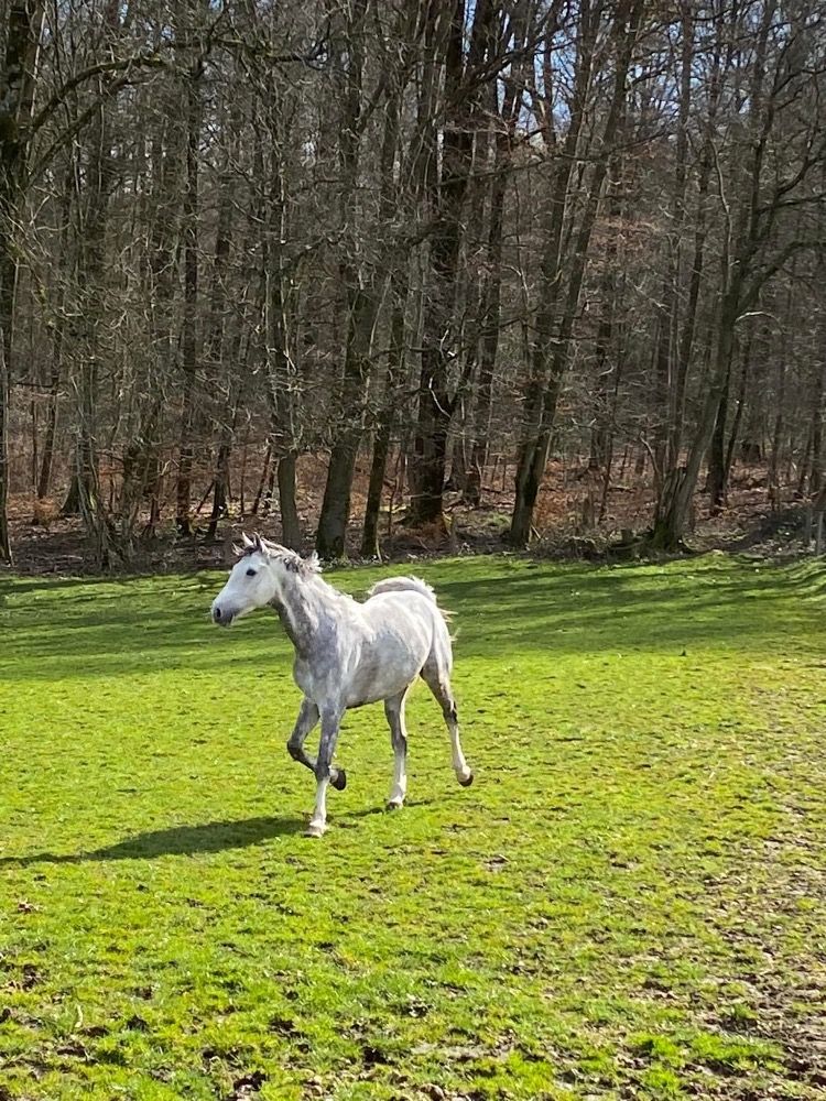 Zangersheide springpaard Ruin 10 jaar Schimmel te koop - Foto 5