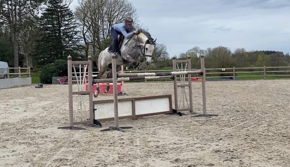 Zangersheide springpaard Ruin 10 jaar Schimmel te koop - Foto 3