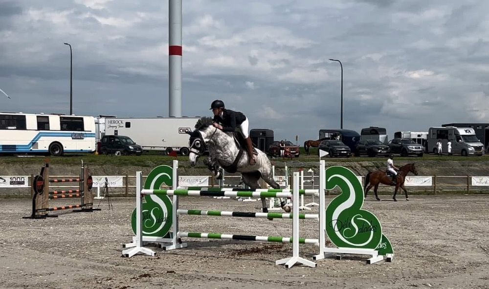 Zangersheide springpaard Ruin 10 jaar Schimmel te koop - Hoofdfoto
