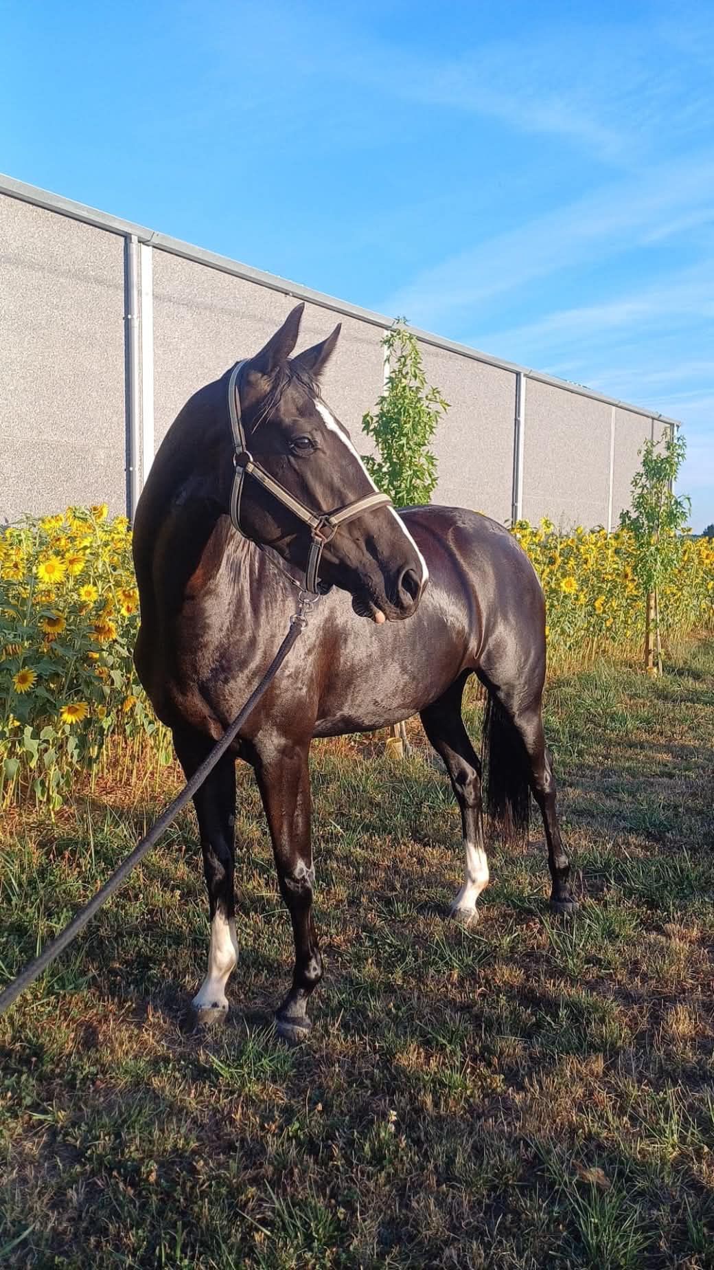 anglo-europees springpaard merrie 3 岁 zwart 出售 - 照片 3