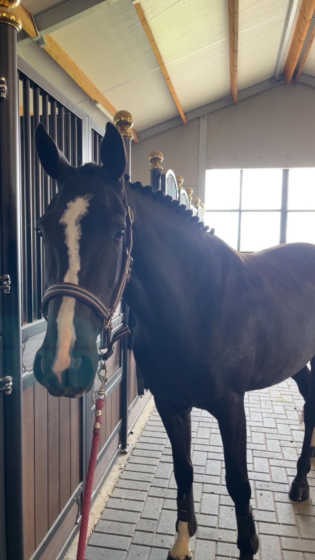 anglo-europees springpaard merrie 3 岁 zwart 出售 - 照片 2