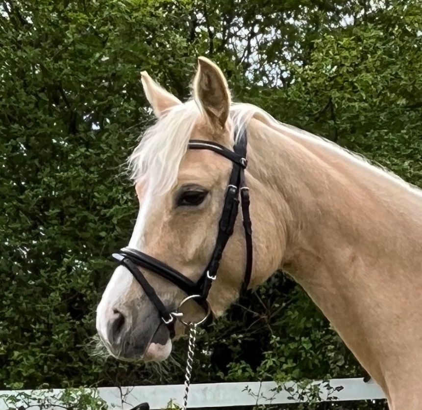 Duitse rijpony dressuurpony Merrie Palomino te koop - Foto 3