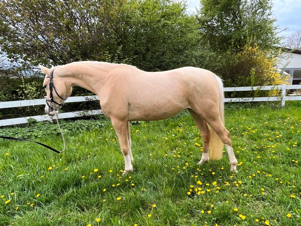 Rijpony merrie, 3 jaar, 145cm