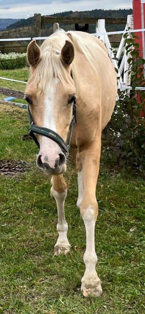 Duitse rijpony dressuurpony Merrie Palomino te koop - Foto 2