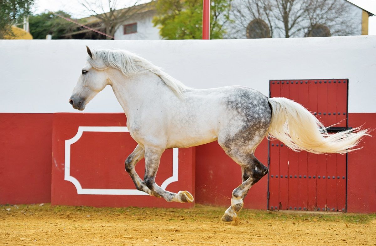 buying a horse in Spain