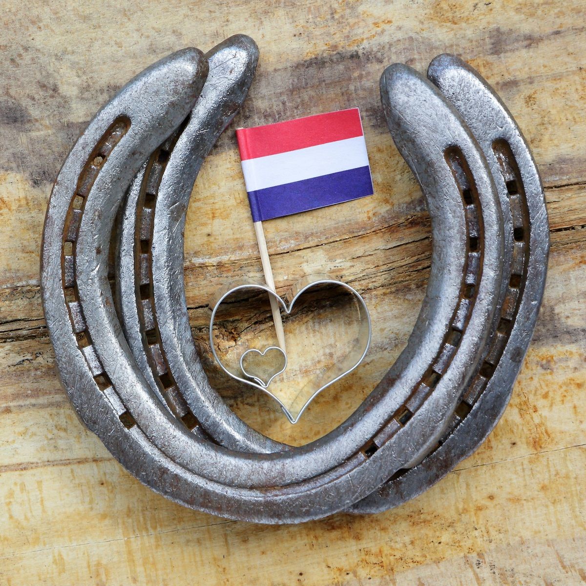 Buying a Horse in the Netherlands: Why it's the Premier Destination for Sport Horses
