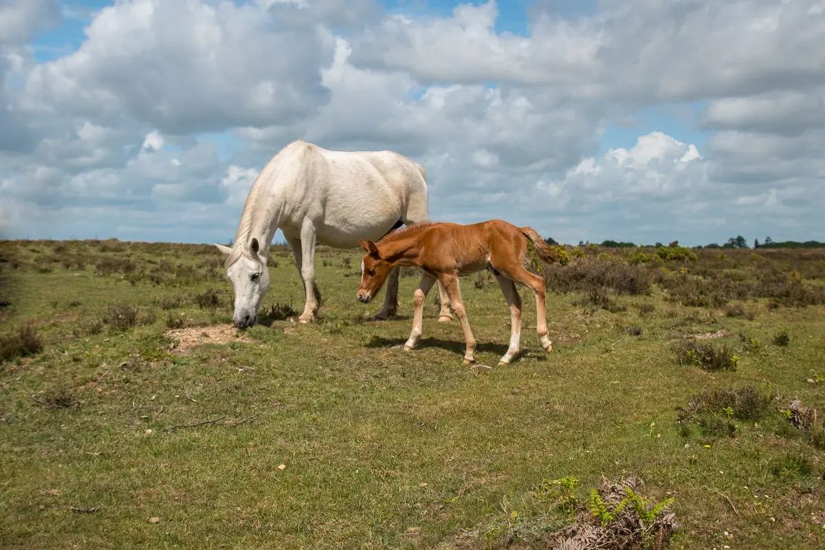 New Forest Pony grazing in a field