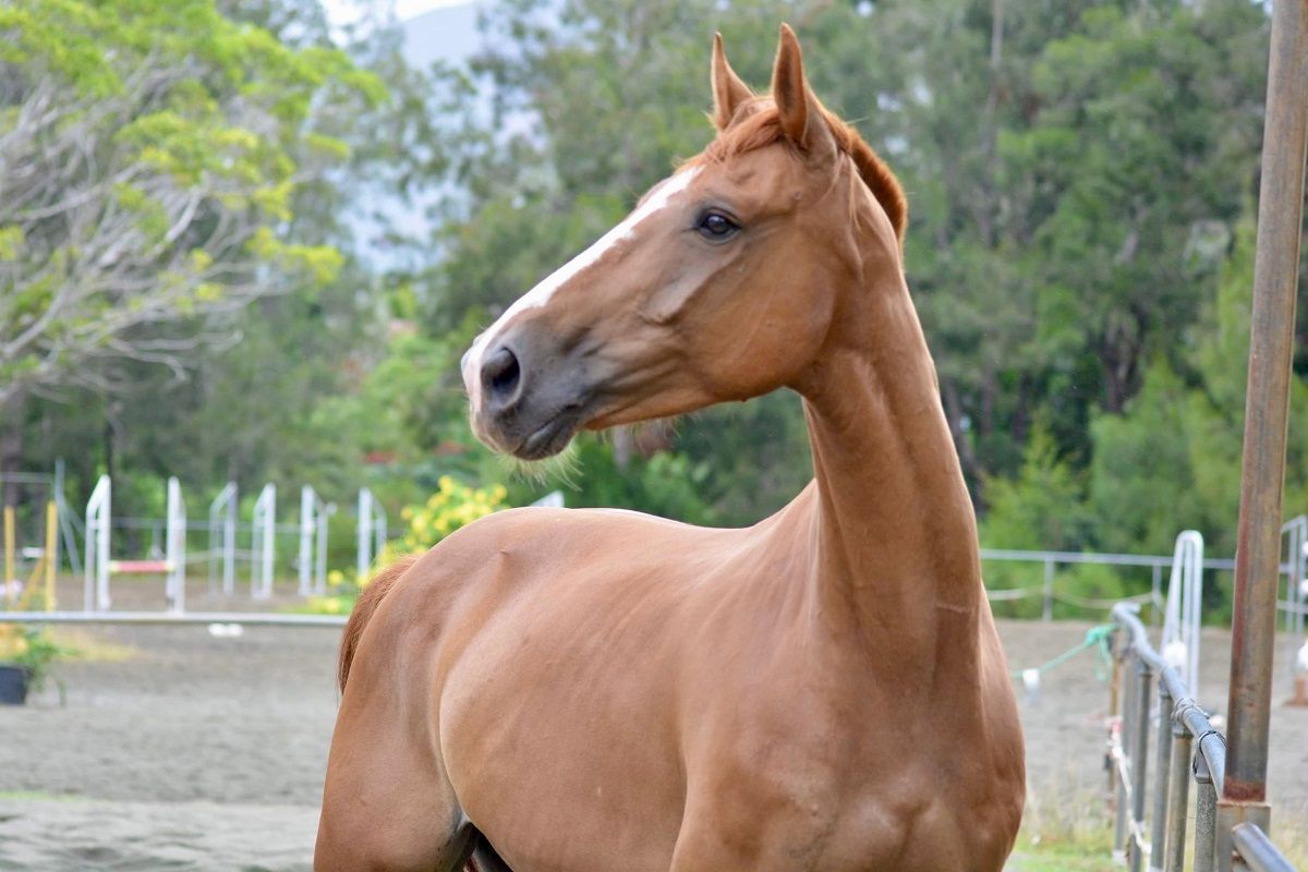 Selle Français horse
