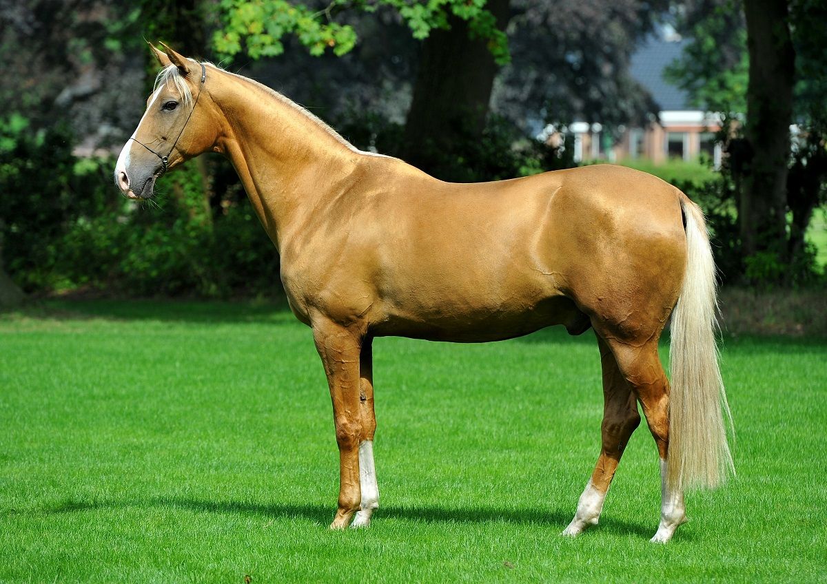 What does a horse cost?