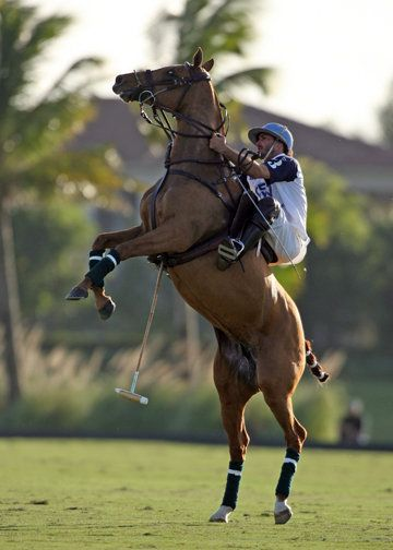 Top 10 Mistakes When Buying a Horse