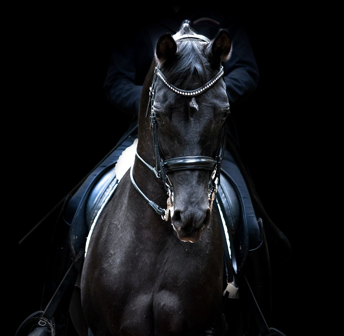Beginner's Guide to Buying a Horse.