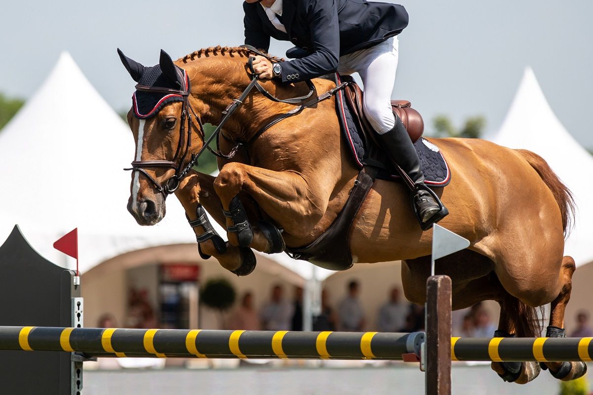 How to Successfully Sell a Sport Horse? (Complete Step-by-Step Guide to Selling a Sport Horse)